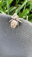 Phidippus carolinensis