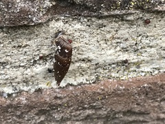 Alinda biplicata