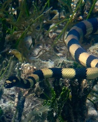 Hydrophis coggeri