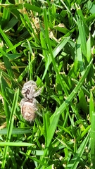 Phidippus carolinensis