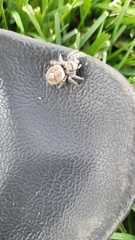 Phidippus carolinensis