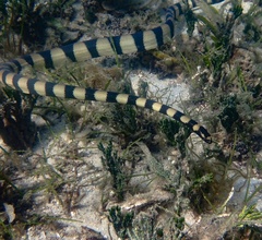 Hydrophis coggeri