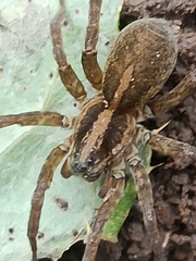 Trochosa