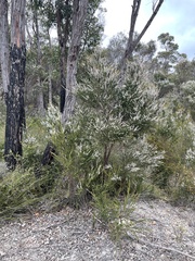 Taxandria parviceps