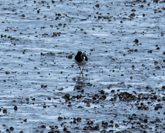 Haematopus ostralegus