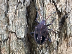 Theseus modestus scutellatus