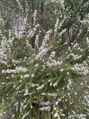 Taxandria parviceps