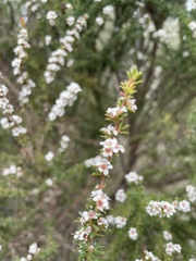 Taxandria parviceps