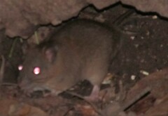 Melomys cervinipes