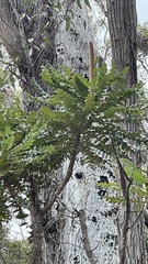 Banksia grandis