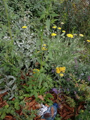 Chenopodium album