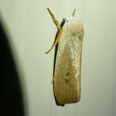 Cryptophasa rubescens