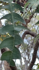 Banksia grandis