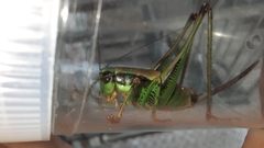Eupholidoptera schmidti