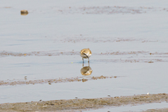 Charadrius marginatus