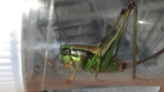 Eupholidoptera schmidti