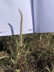 Amaranthus