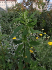 Chenopodium album