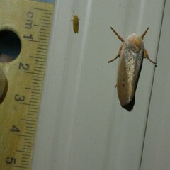 Cryptophasa rubescens