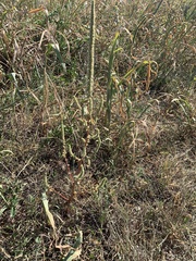 Amaranthus