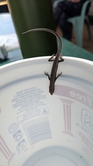 Cryptoblepharus buchananii