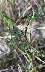 Laxmannia orientalis