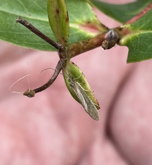 Trichoptera