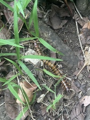 Scolopendra subspinipes