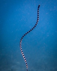Laticauda laticaudata