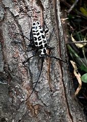 Plectrodera scalator