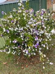 Brunfelsia australis