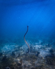 Laticauda laticaudata