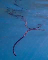 Laticauda laticaudata