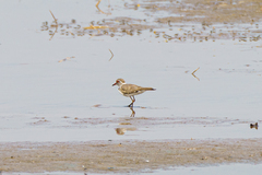 Charadrius tricollaris
