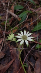 Actinotus helianthi