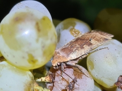 Conistra erythrocephala