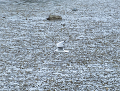 Chroicocephalus ridibundus