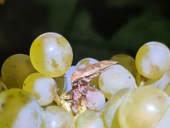 Conistra erythrocephala