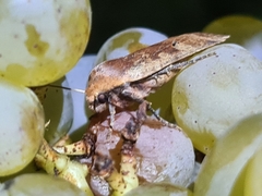Conistra erythrocephala