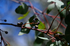 Eucalyptus polyanthemos