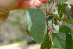 Eucalyptus polyanthemos
