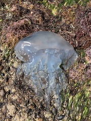 Catostylus mosaicus