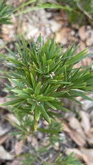 Leucopogon