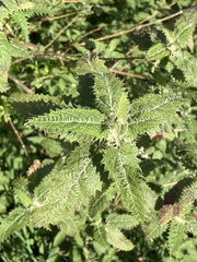 Urtica ferox