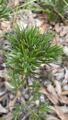 Leucopogon