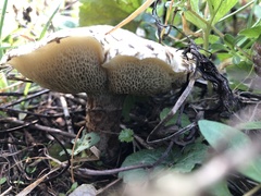 Cerioporus squamosus