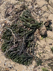 Codium
