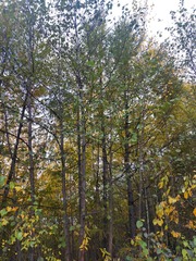 Alnus hirsuta
