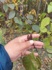 Alnus hirsuta