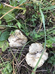 Cerioporus squamosus